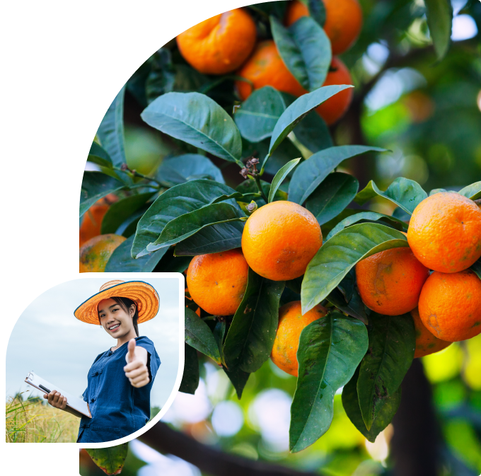 Agricultural features illustration