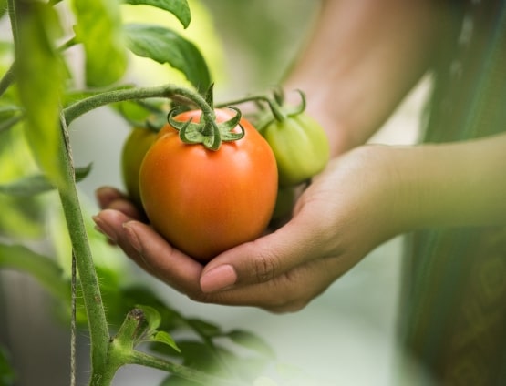 Farming for a Better Tomorrow – gallery 3